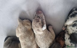 Mixed Breed dogs for sale: 8 Bully X Puppies  - Image 27