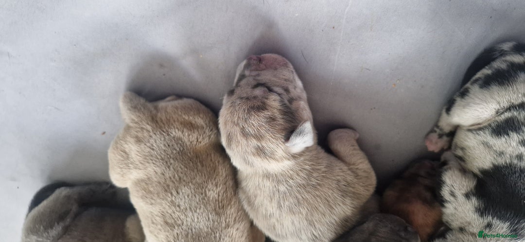 Mixed Breed dogs for sale: 8 Bully X Puppies  - Image 27