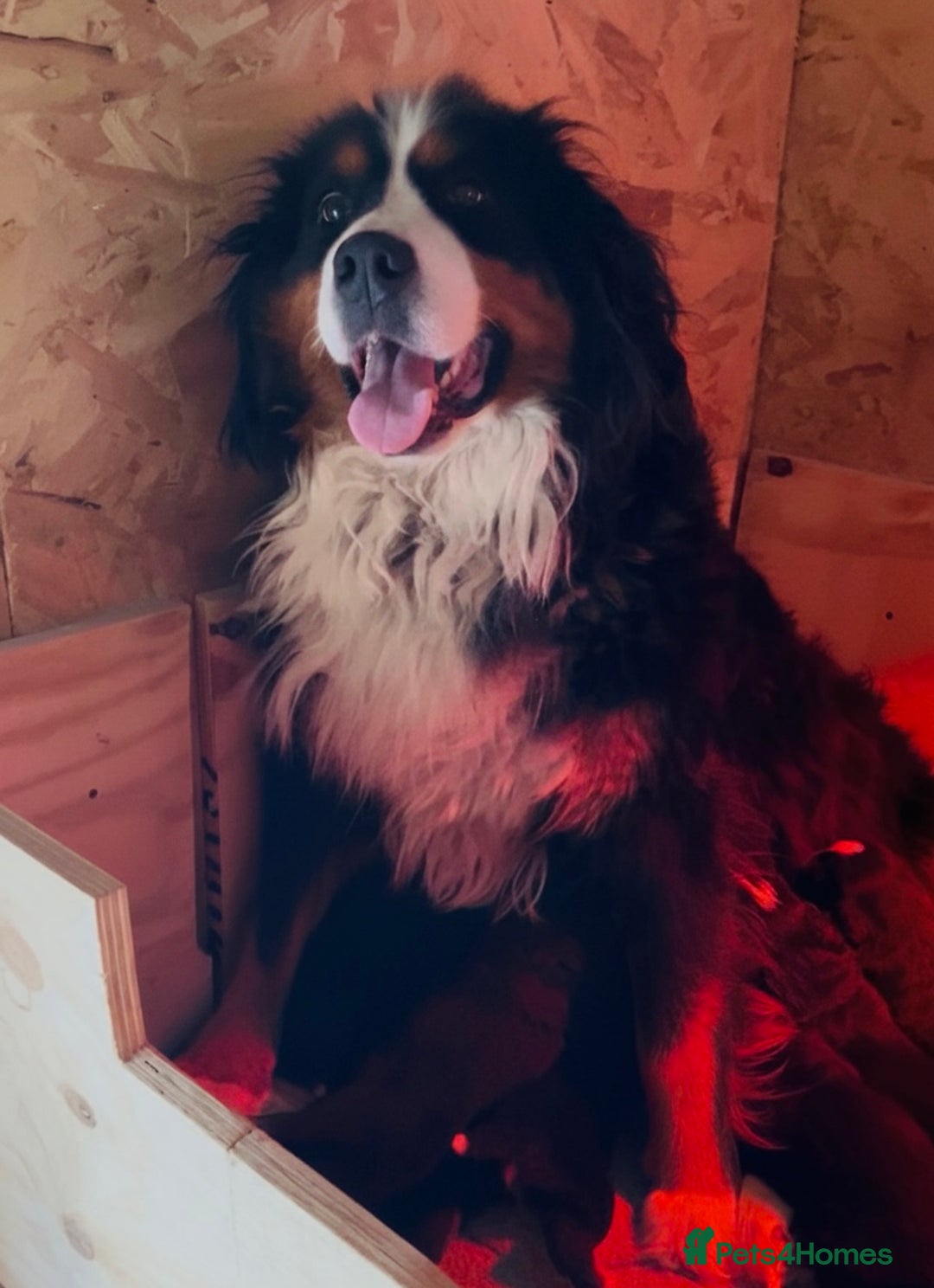 Bernese Mountain Dog dogs for sale: Bernese mountain puppies  - Advert 13