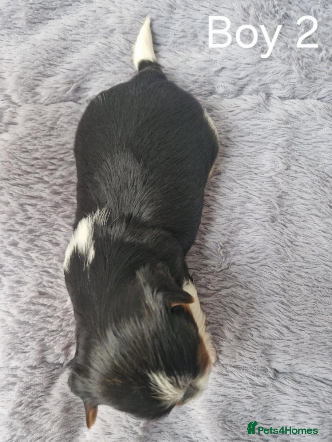 Biewer Terrier dogs for sale: Yorkshire Biewer Terriers Puppies - Image 12