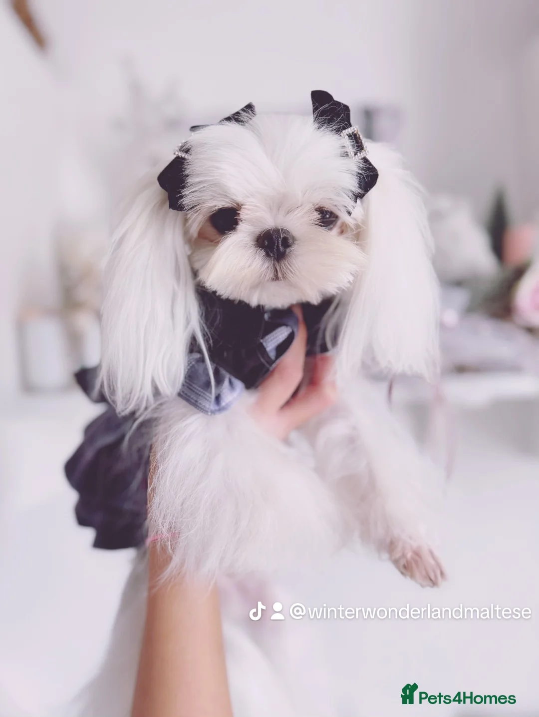Maltese dogs for sale: 💙adult Korean maltese boy💙 - Advert 1