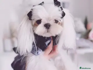 Maltese dogs 💙adult Korean maltese boy💙 - Advert 2