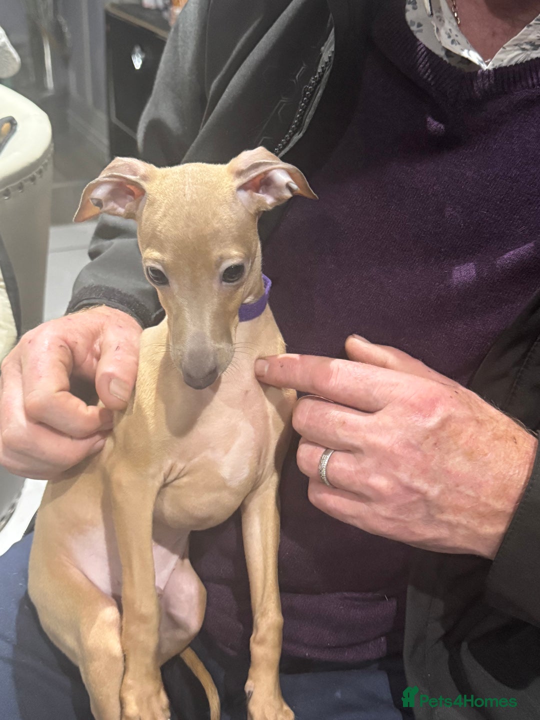 Italian Greyhound dogs for sale: Cream and fawn collection of autumn beauties  - Image 11