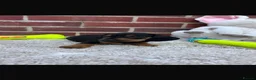 Dachshund dogs for sale: 5 gorgeous miniature dachshund puppy’s🐶 in Cullompton - Advert 11