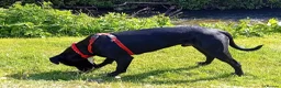Mixed Breed dogs for sale: Zues  in Lyme Regis - Advert 2