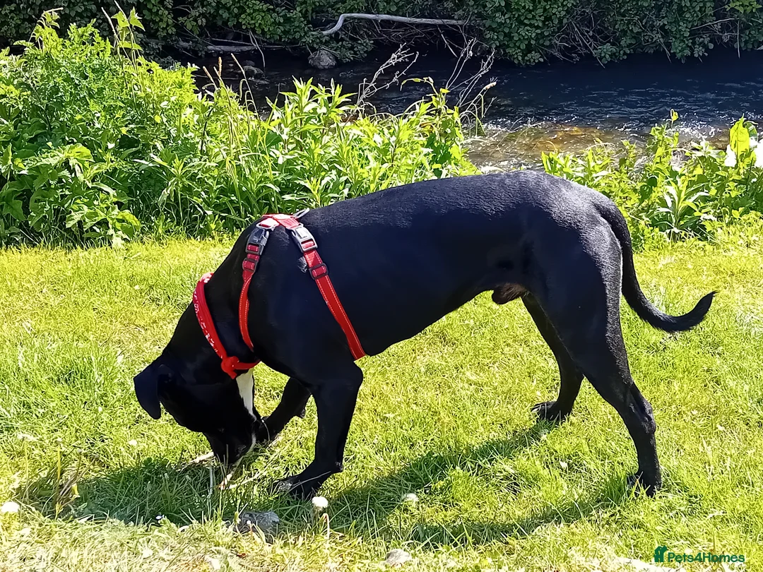 Mixed Breed dogs for sale: Zues  in Lyme Regis - Advert 2