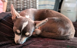 Chihuahua dogs for sale: 9 month old female blue/lavender Chihuahua  - Image 2