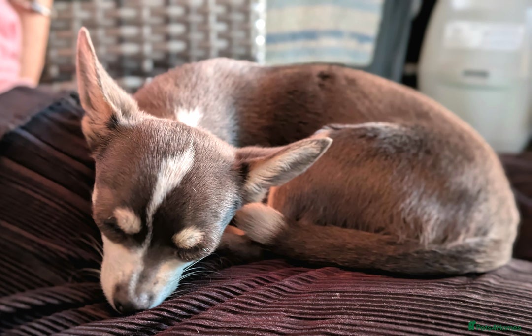 Chihuahua dogs for sale: 9 month old female blue/lavender Chihuahua  - Image 2