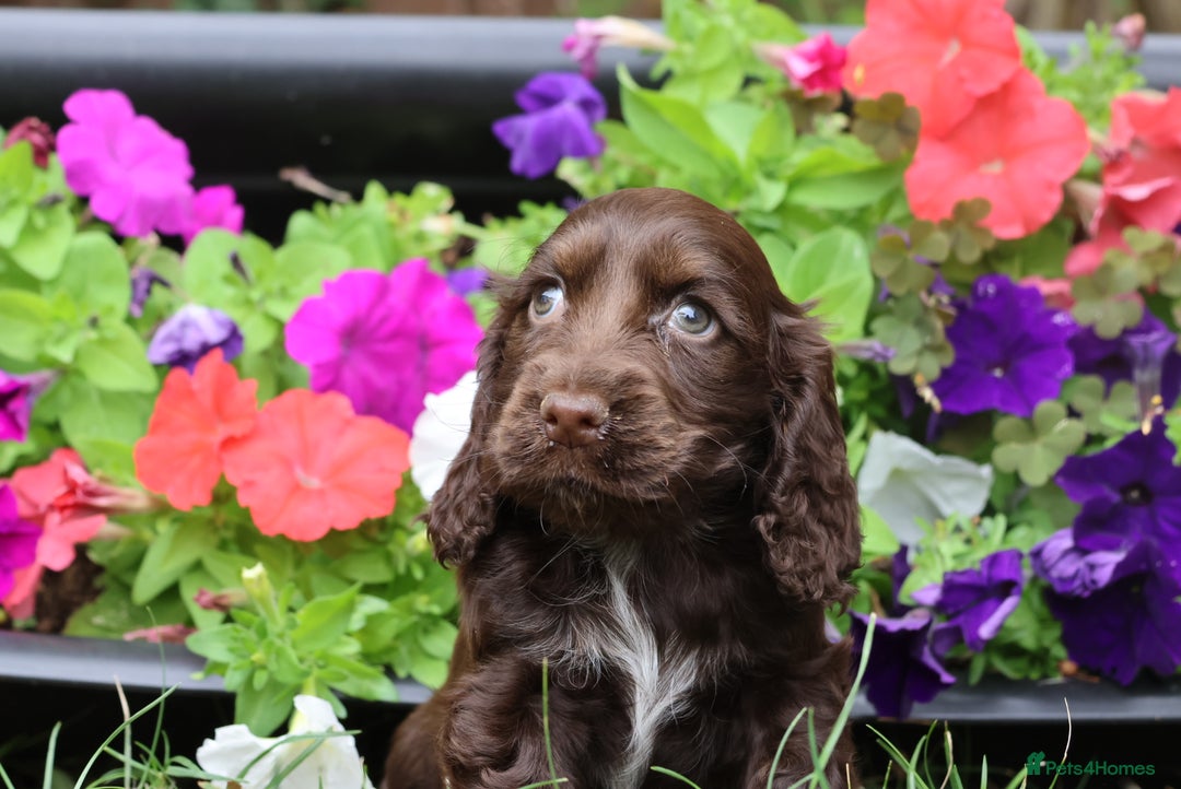 Cocker Spaniel dogs for sale: Family raised champion cocker REDUCED AND READY - Image 8