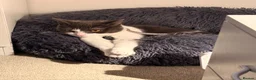 Mixed Breed cats for sale: Rehoming 2 cats - Advert 12