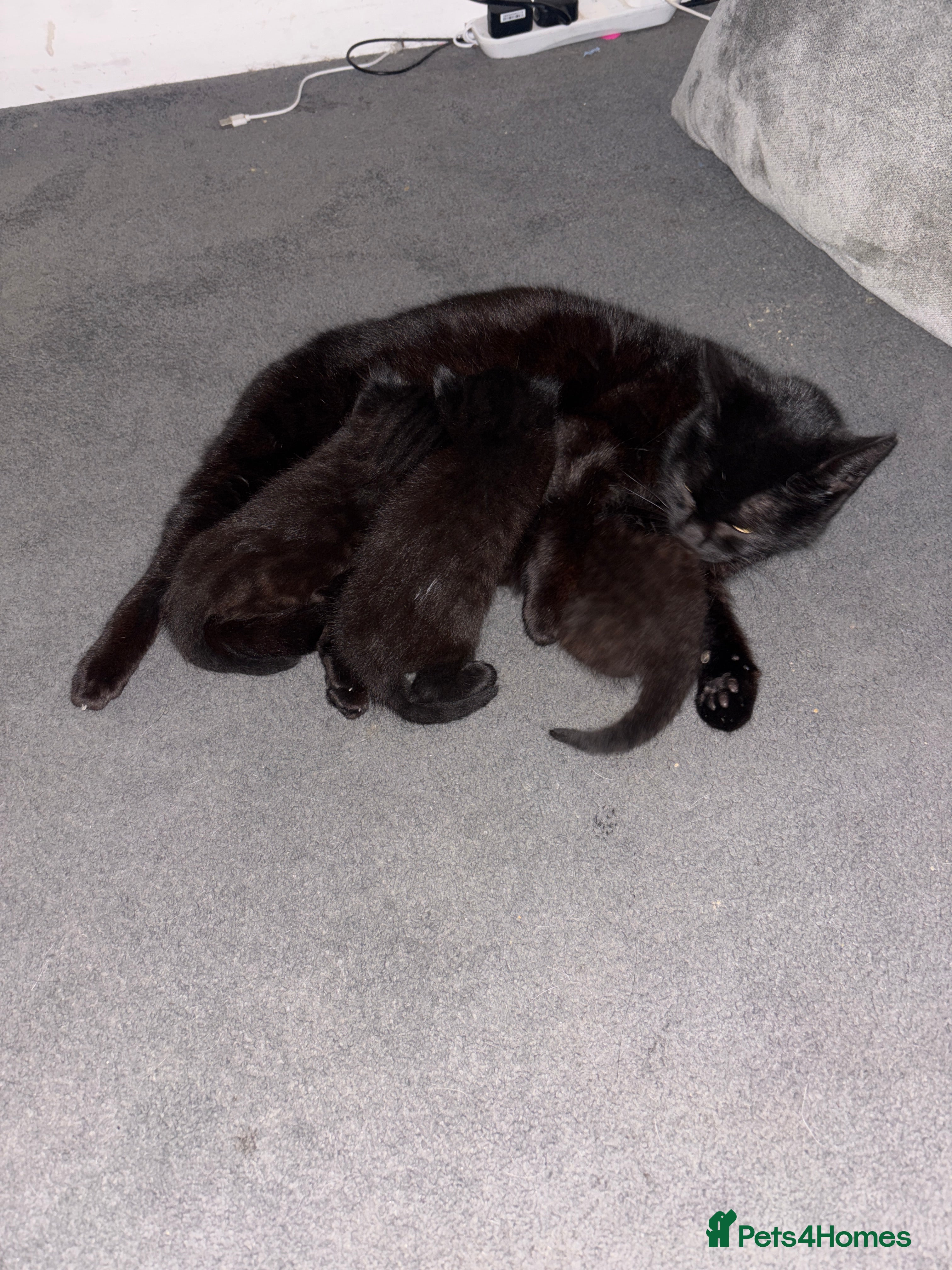 Mixed Breed cats Cute tuxedo kitties  - Advert 1