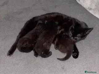 Mixed Breed cats Cute tuxedo kitties - Advert 1