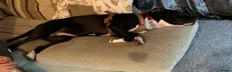 Mixed Breed dogs for sale: 1 year old female staffy cross  in Thirsk - Advert 4