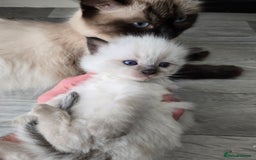 Ragdoll cats for sale: 4 Stunning Ragdolls (ready in August) in Bristol - Image 12