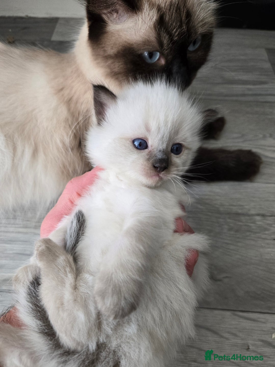 Ragdoll cats for sale: 4 Stunning Ragdolls (ready in August) in Bristol - Image 12