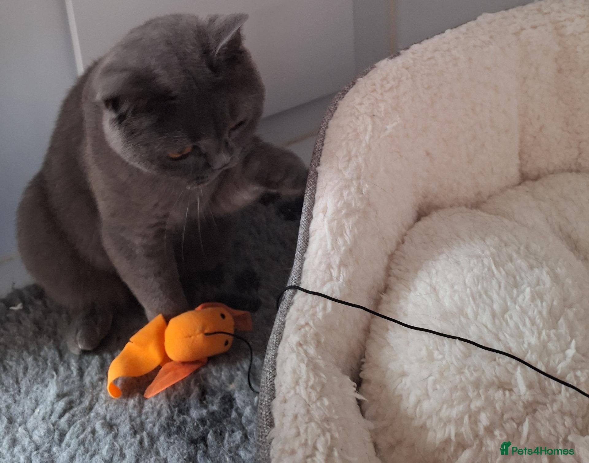 British Shorthair cats Adult British shorthair female  - Advert 1