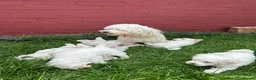 Bichon Frise dogs for sale:     🐶 6 Adorable Puppies Looking for a Home - Advert 6