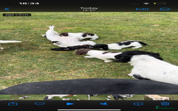 English Springer Spaniel dogs for sale: Health Tested & Part Trained - Image 4