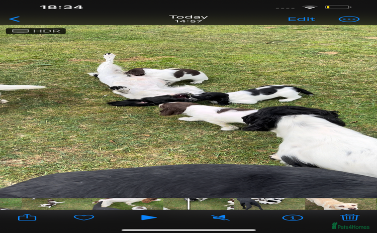 English Springer Spaniel dogs - Advert 6
