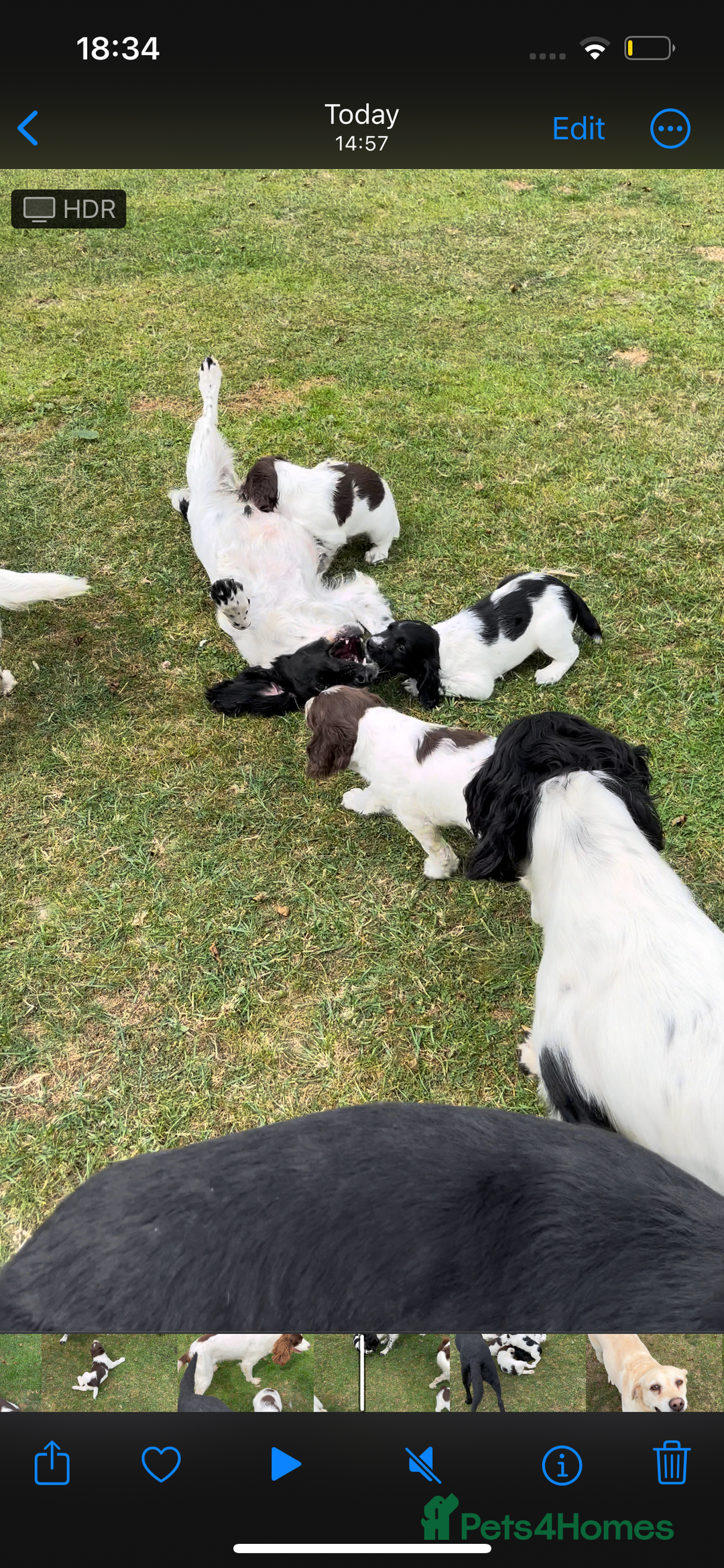English Springer Spaniel dogs for sale: Health Tested & Part Trained - Image 4