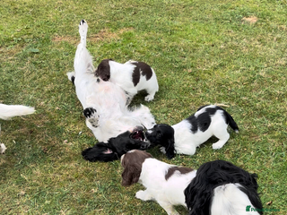 English Springer Spaniel dogs - Advert 3