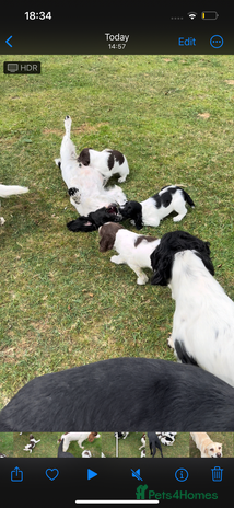 English Springer Spaniel dogs - Advert 10
