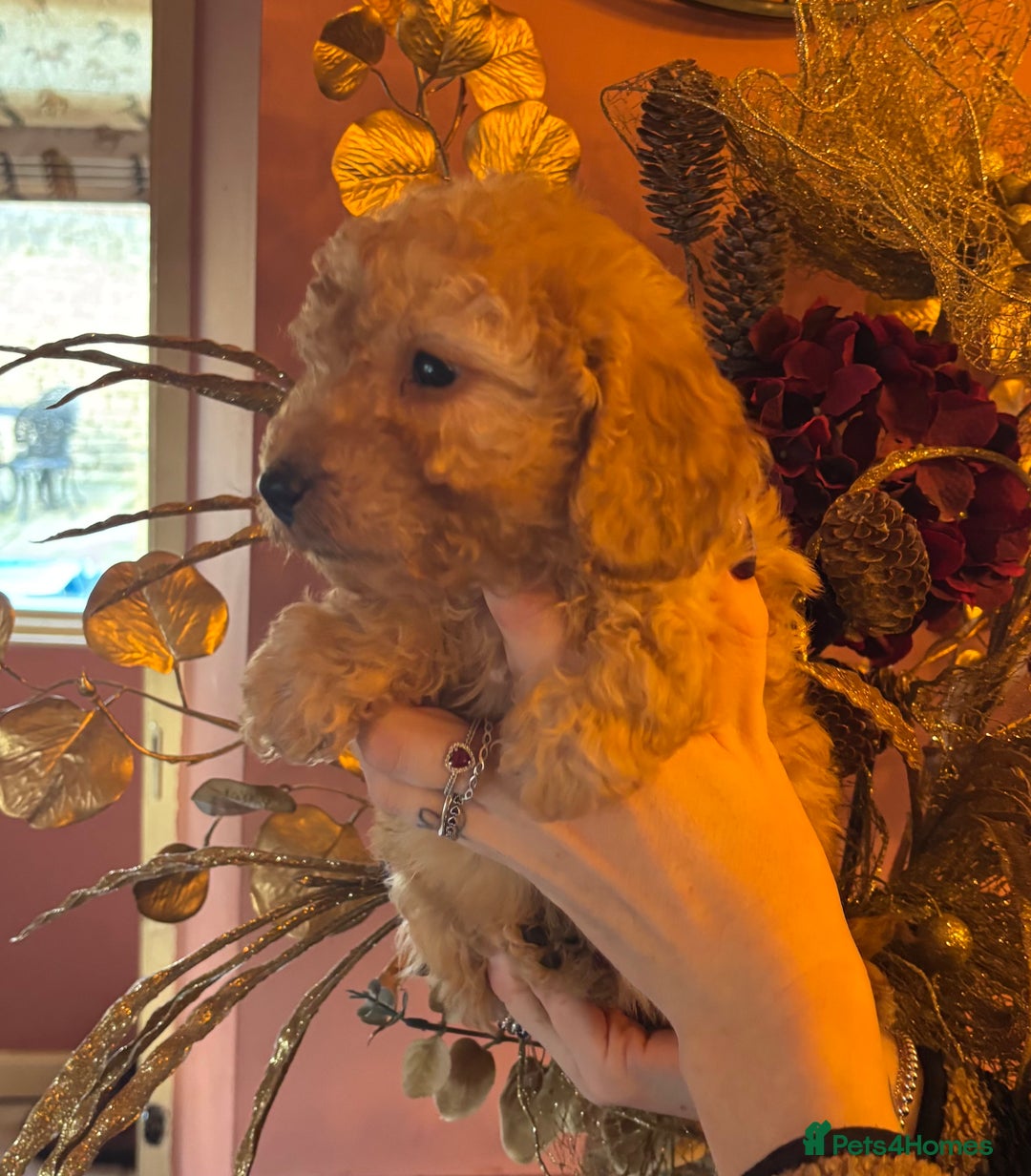 Cockapoo dogs for sale: Cockerpoo beauties - Advert 12