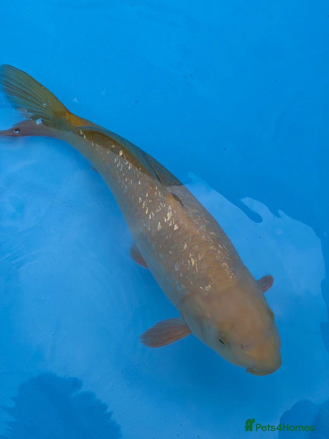 Koi Carp fish for sale: High Quality Japanese Koi - Advert 2