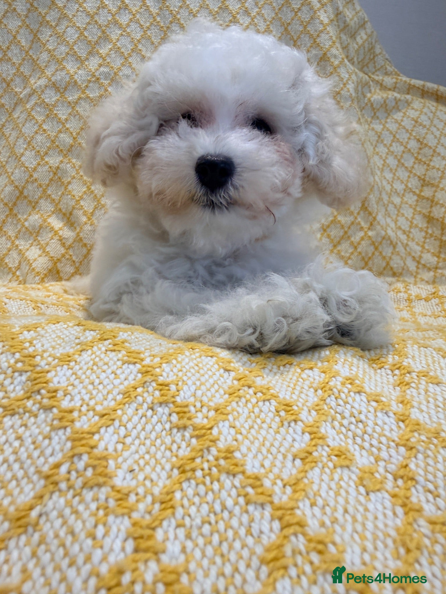 Maltipoo dogs  BEAUTIFUL LICENSED-BRED MALTIPOOS READY SOON 💖 - Advert 2
