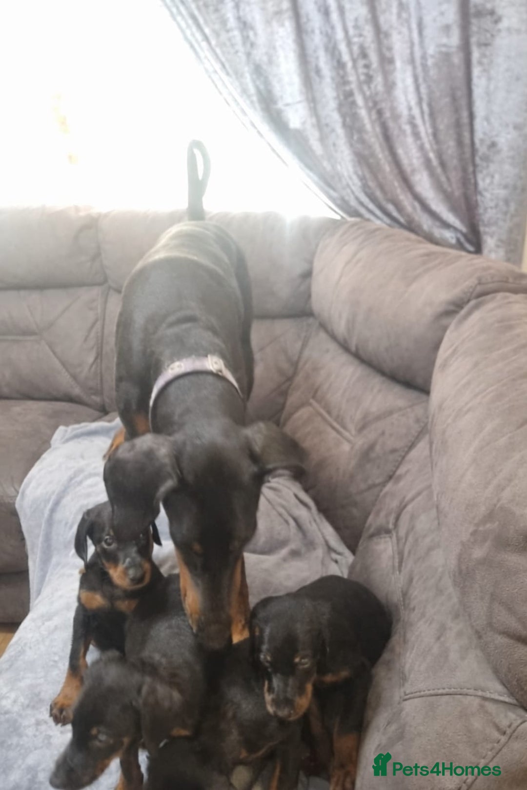 Dobermann dogs for sale: Doberman puppies - Advert 1