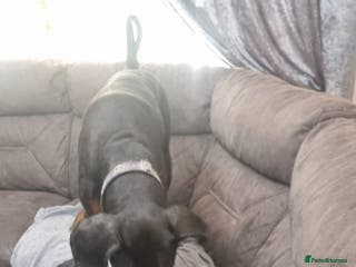 Dobermann dogs Doberman puppies - Advert 2