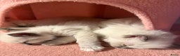 Ragdoll cats for sale: 🐾 Pure Ragdoll Kittens Looking for Loving Homes  - Advert 15