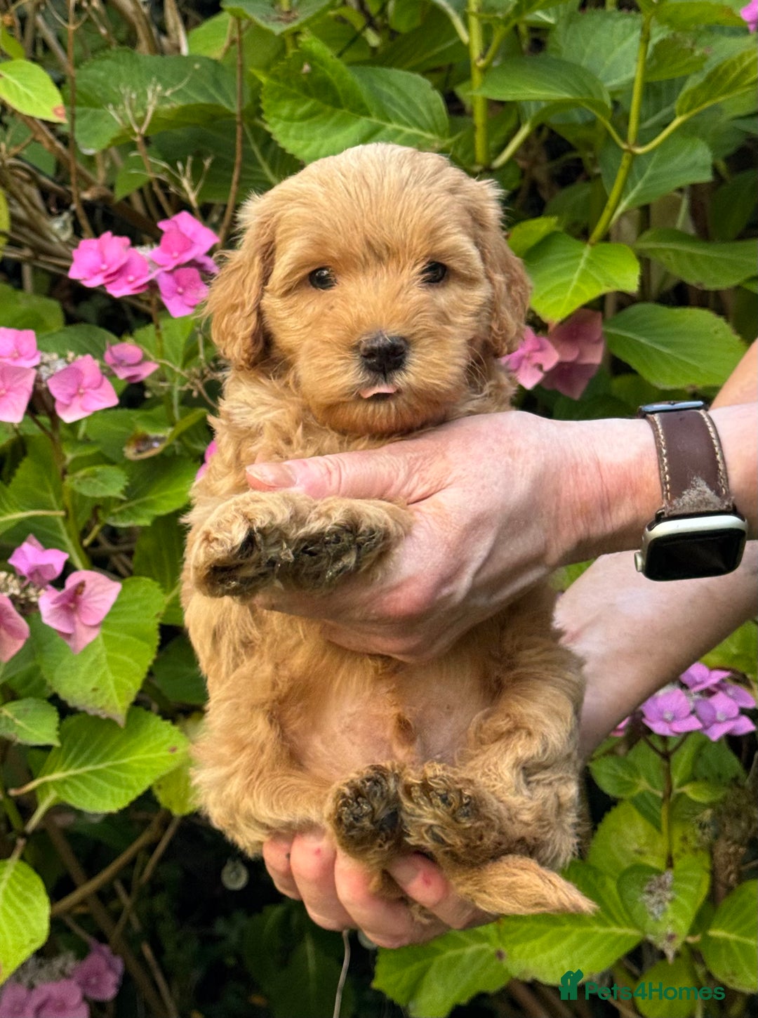 Mixed Breed dogs for sale:  Cavapoo x Cockapoo Ready 9th August - Image 31