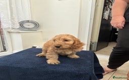 Cockapoo dogs for sale: 8 cockapoo - Image 8