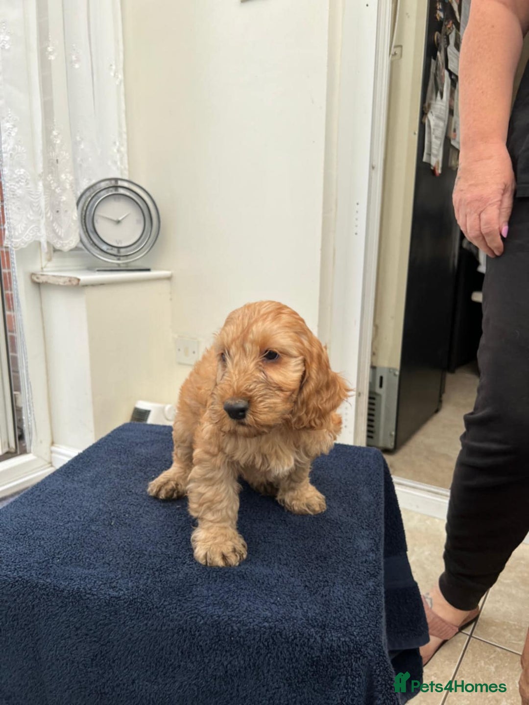 Cockapoo dogs for sale: 8 cockapoo - Image 8