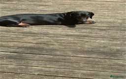 Miniature Dachshund dogs for sale: Beautiful Miniature Dachshund  - Image 10