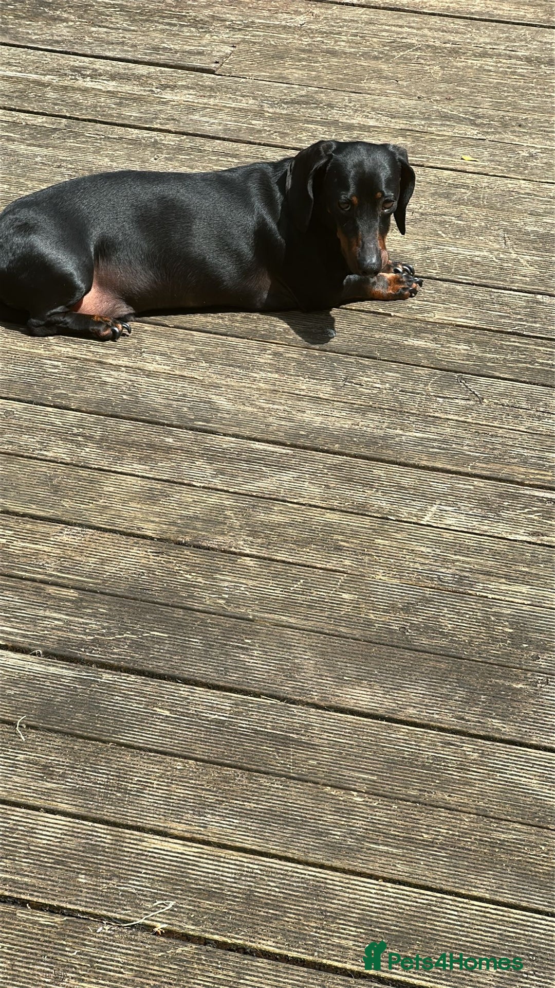 Miniature Dachshund dogs for sale: Beautiful Miniature Dachshund  - Image 10