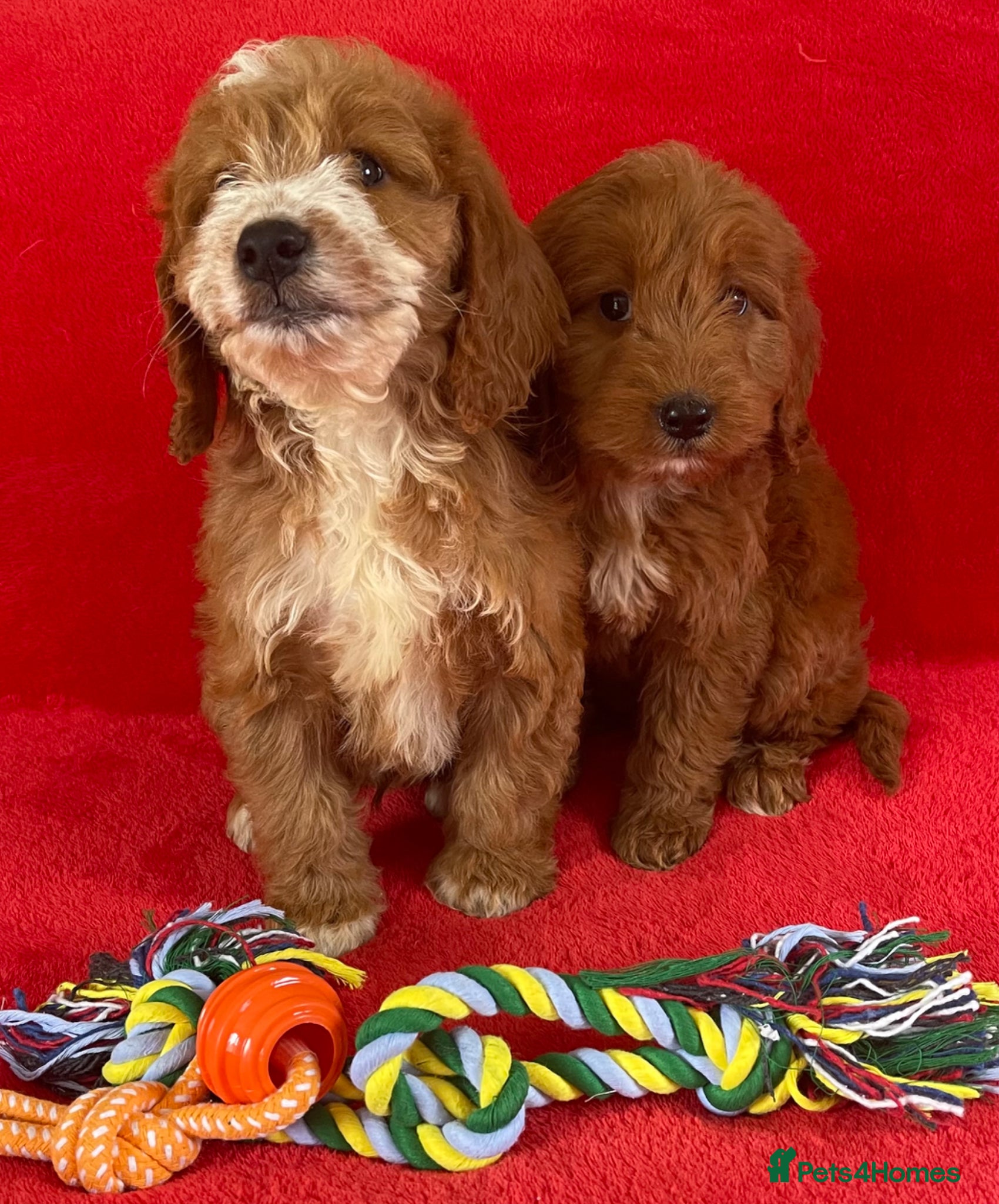 Cockapoo dogs Beautiful F1 cockerpoo pups NOW READY - Advert 2