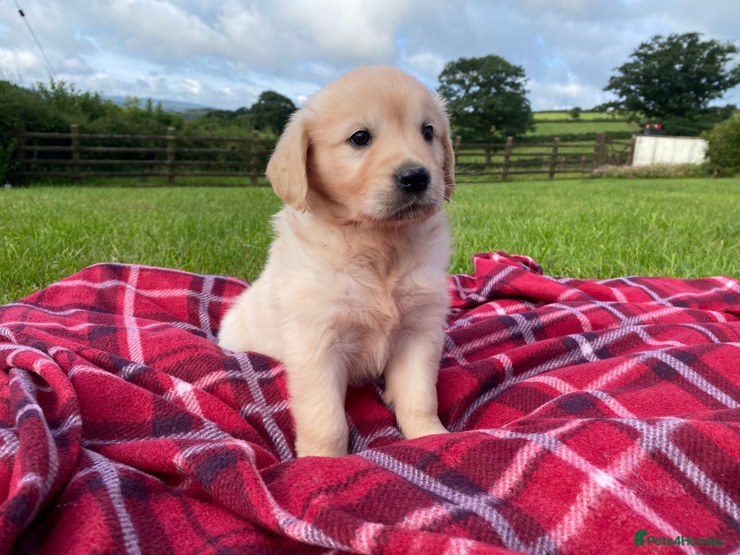 Golden Retriever dogs for sale: ⭐️ Beautiful Golden Retriver Puppies ⭐️ - Image 4
