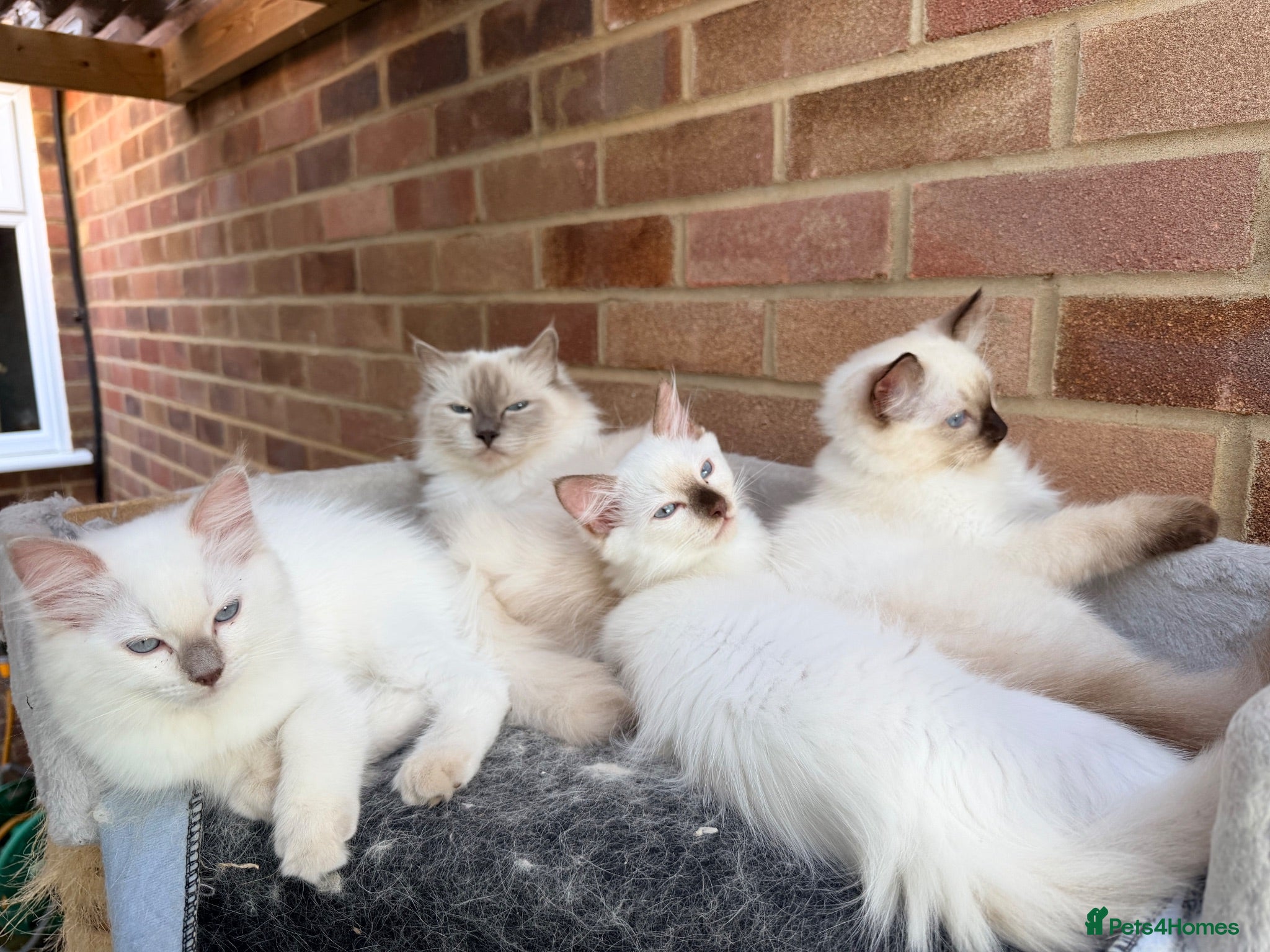 Ragdoll cats 5 GCCF Ragdoll kittens  - Advert 1