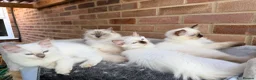 Ragdoll cats for sale: 5 GCCF Ragdoll kittens  - Advert 1