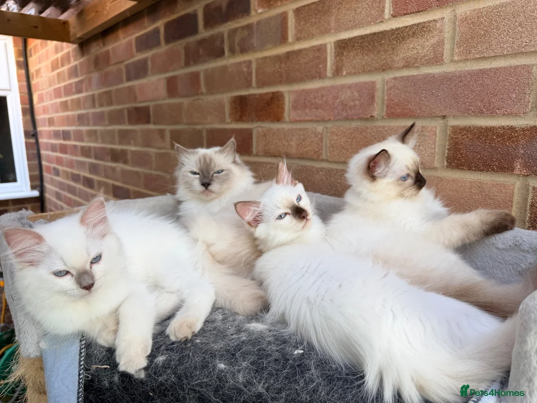 Ragdoll cats for sale: 5 GCCF Ragdoll kittens  - Advert 1