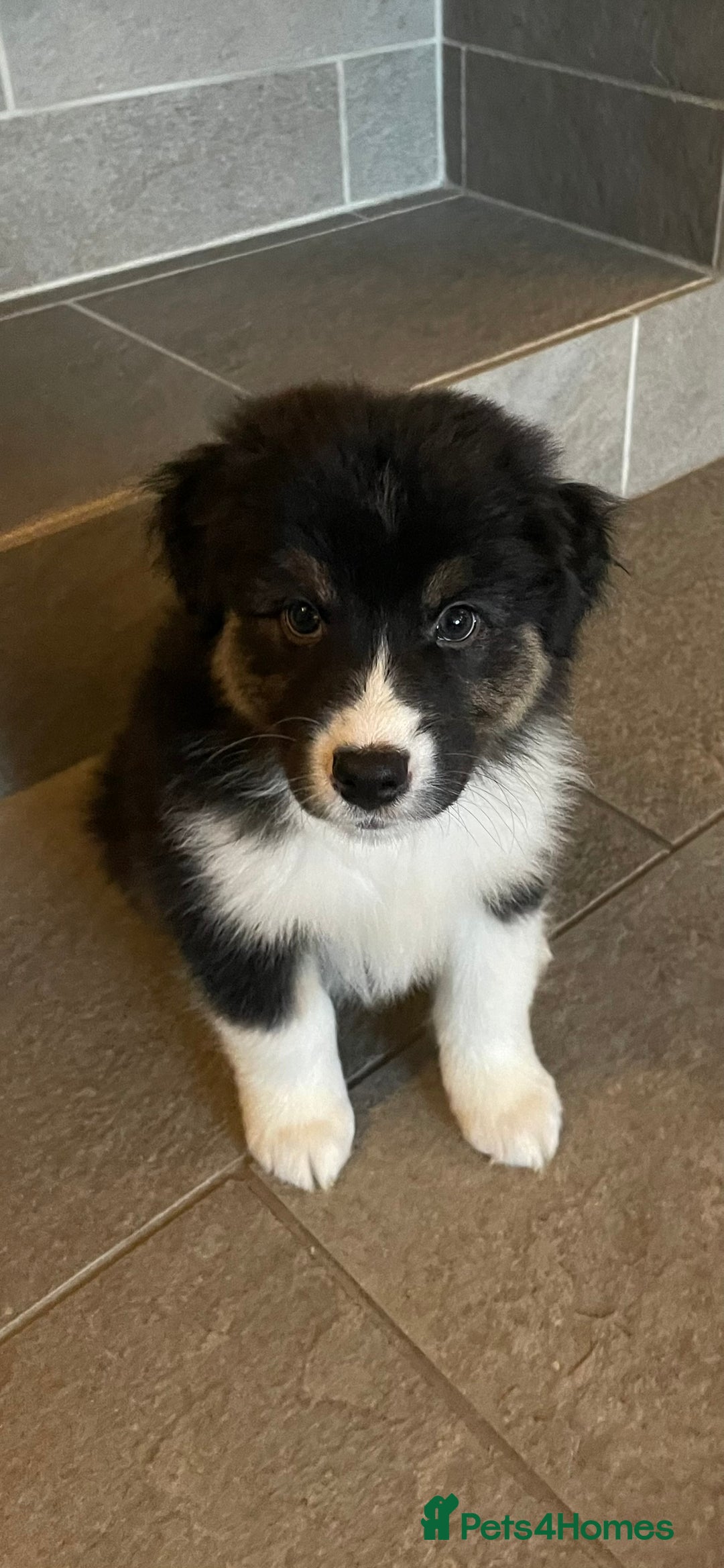 Australian Shepherd dogs for sale: Exceptional Australian Shepherd Puppies - Advert 18