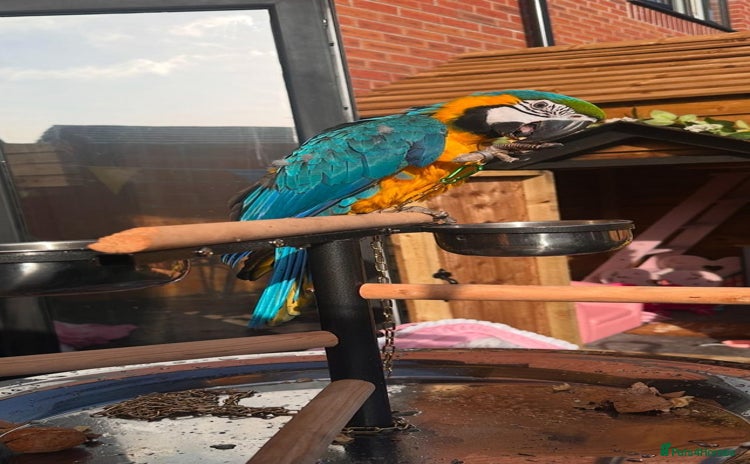 Macaws birds - Advert 1