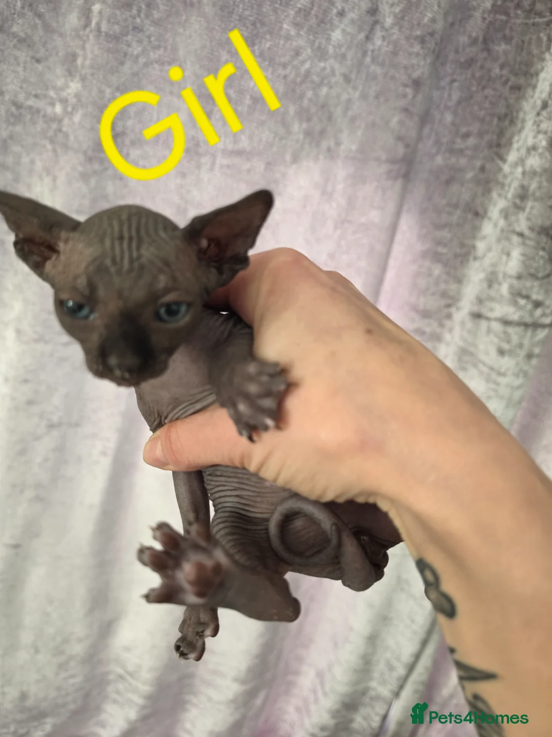 Sphynx cats for sale: Beautiful kittens😍😍😍 - Advert 2