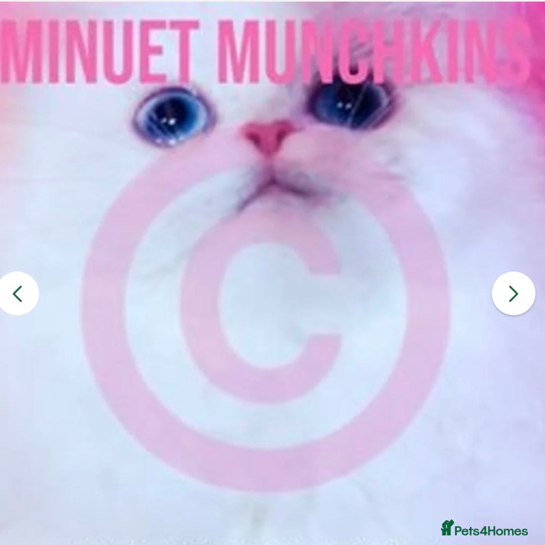 Munchkin cats for sale: White Persian Minuet munchkin blue & odd eyes - Image 7