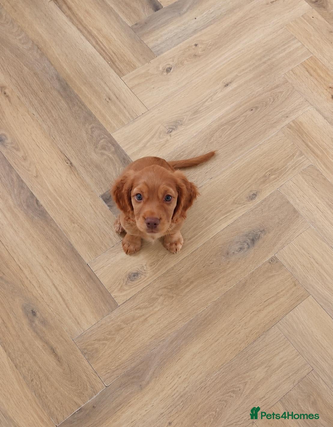 Sprocker dogs Sprocker puppy - Advert 1