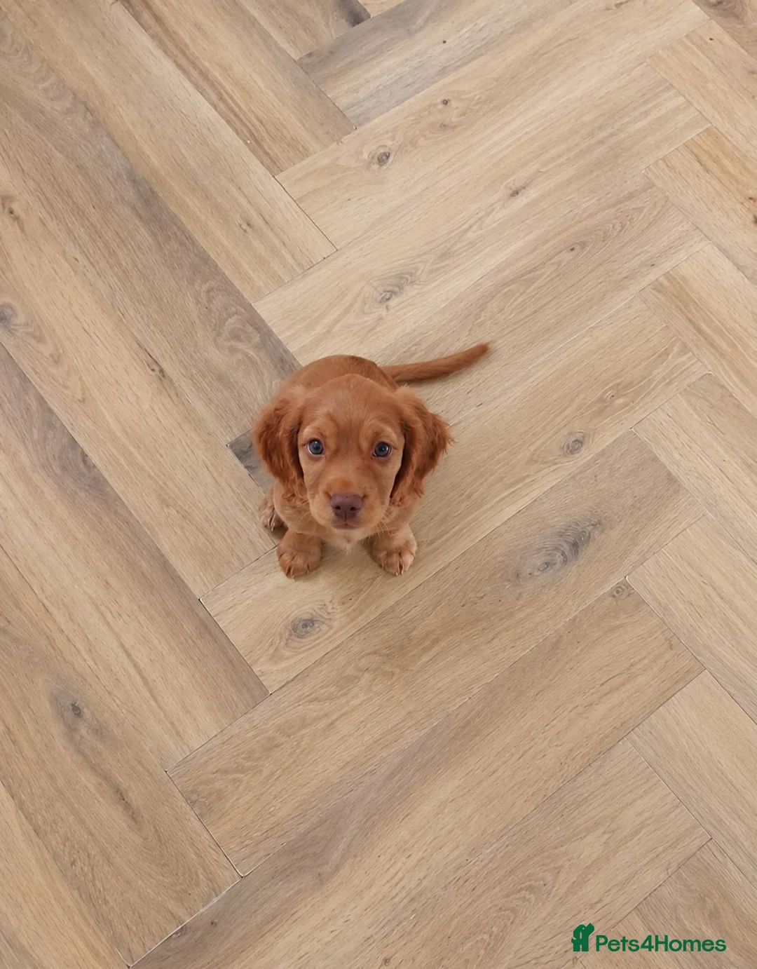 Sprocker dogs for sale: Sprocker puppy - Advert 1