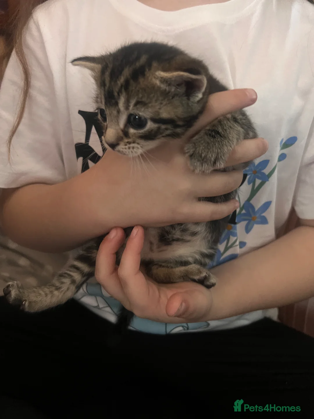 Mixed Breed cats for sale: Adorable family friendly Kittens - Advert 5