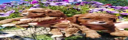 Cavapoo dogs for sale: Quality true mini Cavapoo pups DNA tested parents. - Advert 6